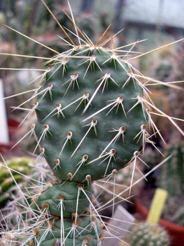 اپونتیا OPUNTA